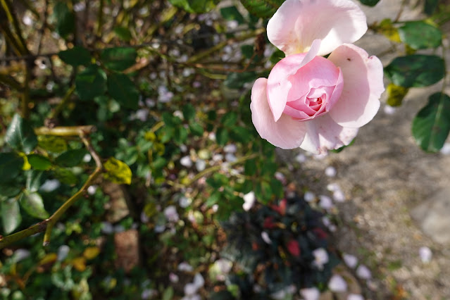 鳥取県米子市別所 こばやしバラ園 バラ（薔薇）