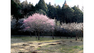 梅の木。昭和の森公園で。