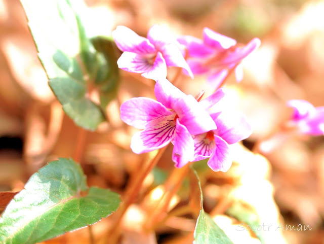 Viola violacea