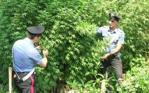 Marijuana on Velletri Hanno Arrestato Ieri  Per Coltivazione Illecita Di Marijuana