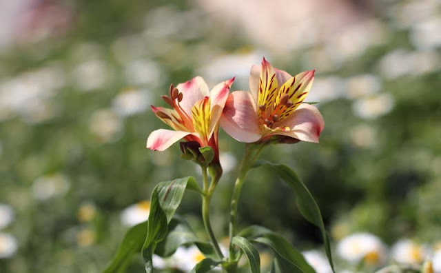 Peruvian Lily Flowers Pictures