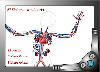 http://www.ceiploreto.es/sugerencias/animaciones/ciencias/circulatorio.swf