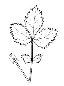 Лапчатка скальная (Potentilla rupestris)