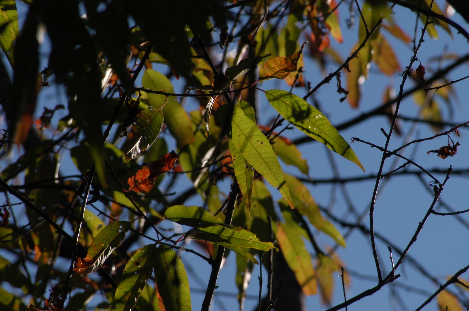 Prunus pennsylvanica