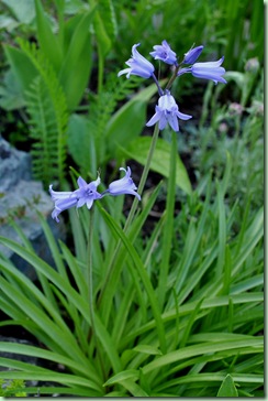 Hyacinthoides hispanica