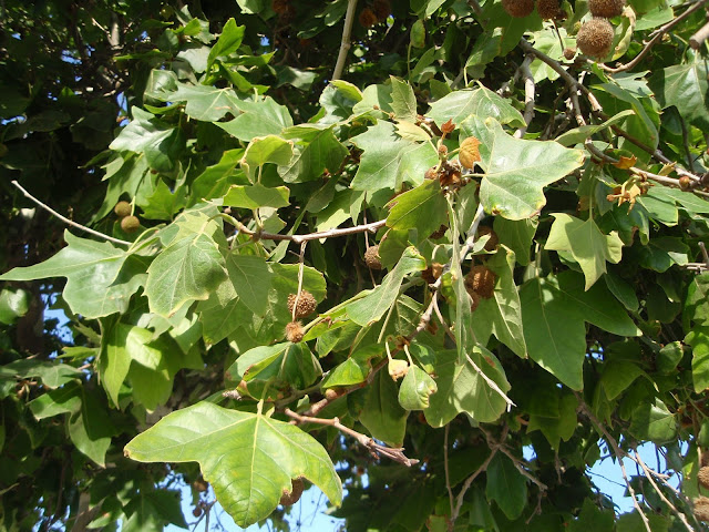 PLÁTANO: Platanus  x hispanica