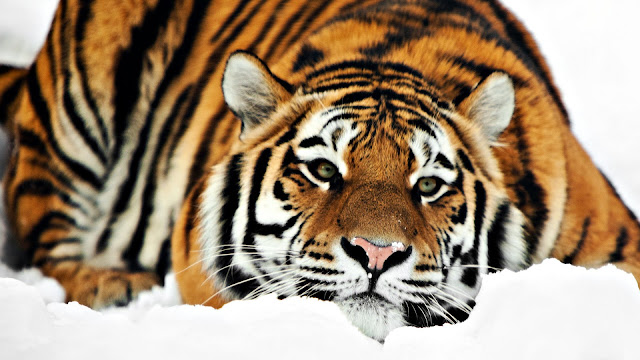 Tiger HD images Photos