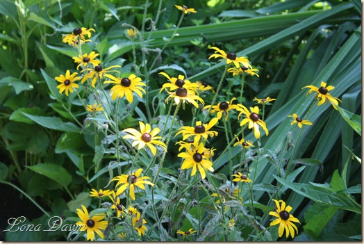 HH_BlackSusan_2010