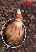 bulb; vegetable bulb