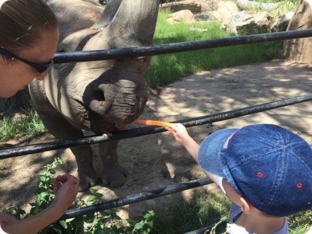 Feeding the Rhino at Cheyenne Mountain Zoo