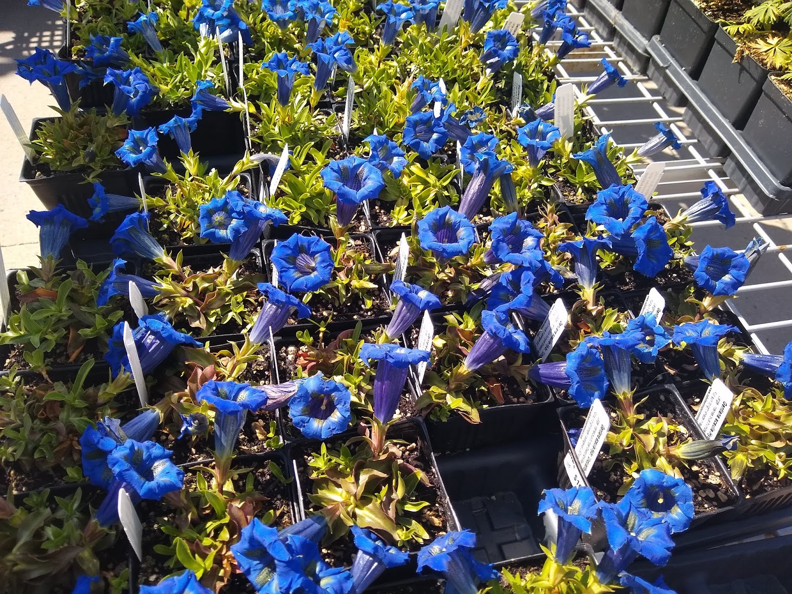 Edelweiss Perennials. Dierama Hybr. Dark Violet (Seedlings)
