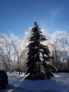 After the ice storm, Ancaster, Ontario