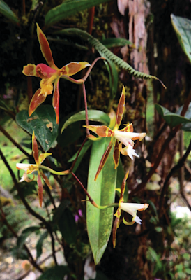 Odontoglossum x luerorum care and culture