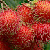 Mewarnai Gambar Buah Rambutan Mewarnai Gambar