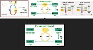 Ilustrasi proses reaksi fermentasi alkohol dalam penerapan bioteknologi di bidang industri pangan