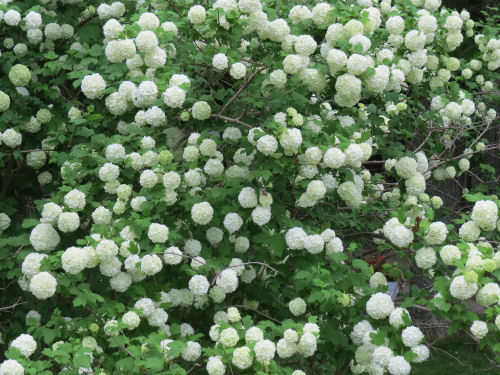 snowball bush