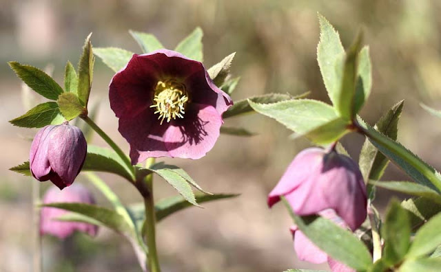 Lenten Rose Flowers