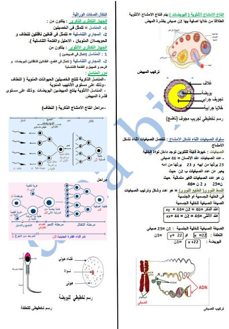 مطوية مقطع نتقال لصفات الوراثية-للأستاذة dina-bio