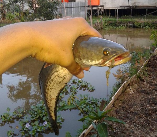 Mengenal Ikan  Gabus  Lalaukan