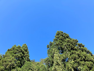 木々と空