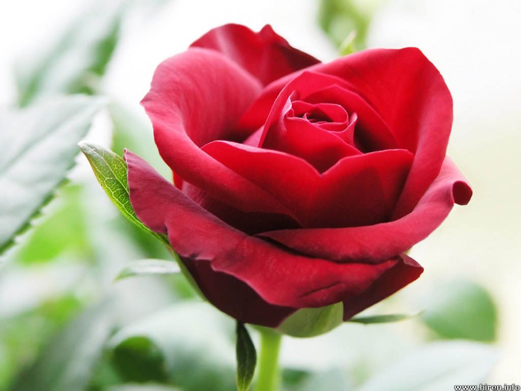 Flower Wallpapers | Flower Pictures | Red Rose | Flowers ...