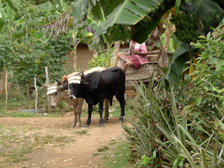 Baracoa, Kuba, Ochsen mit Joch ziehen einen Wagen.