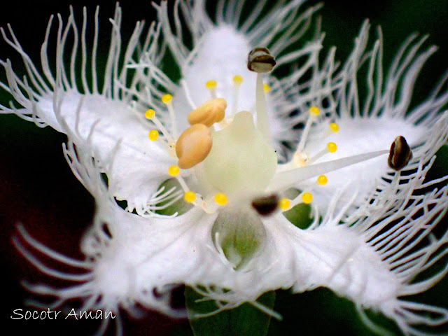 Parnassia foliosa