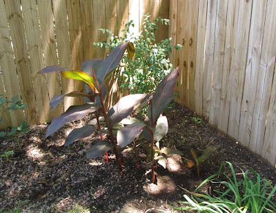 Divasofthedirt,buddleya behind cannas