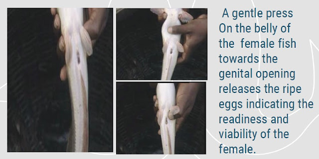 Hatchery Set-up and Hatching Management 