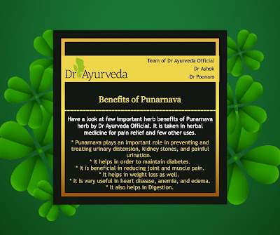 Punarnava herb benefits by Dr Ayurveda Official