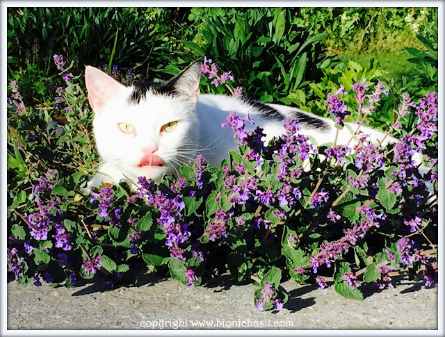 Friday Fluffers at BBHQ ©BionicBasil® Smooch Denies Having a Catmint Purroblem