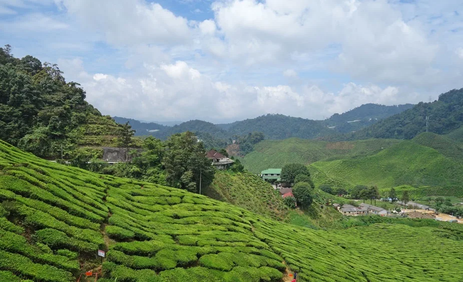 Cameron Highlands Malaysia 2