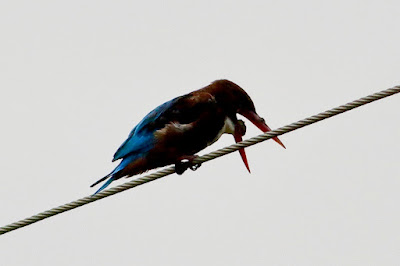 White-throated Kingfisher  Regurgitation