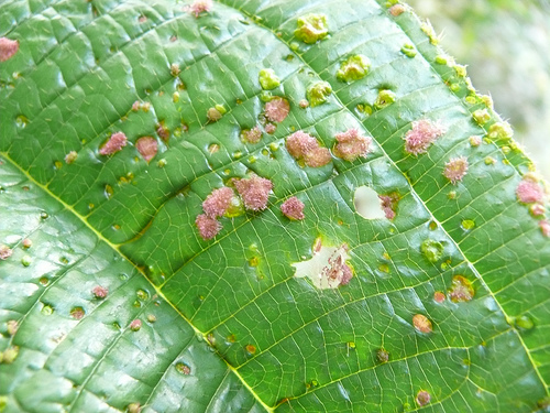 Resultado de imagen para parasitos en plantas de jardin