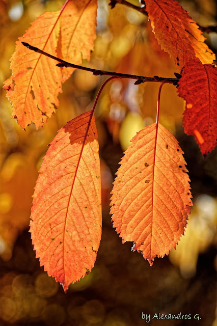 Autumn Colors (@Kaimaktsalan) - Χρώματα Φθινόπωρου (Καϊμακτσαλάν)