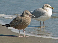 Herring gulls, adult and juvenile, NC photo by Dick Daniels, Oct. 2006