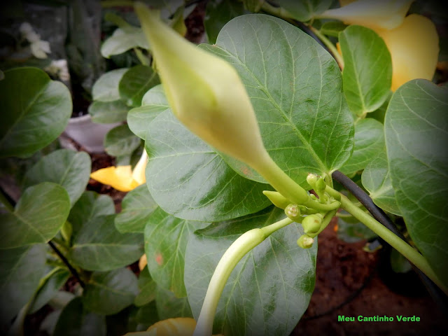 Flor Urechites lutea