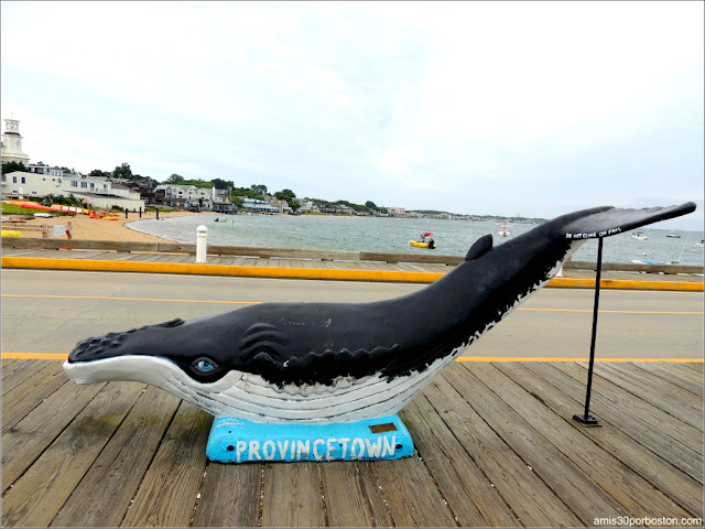 Ballena en el MacMillan Wharf de Provincetown 