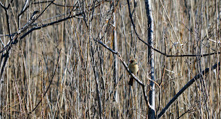 Female cardinal along the Evergreen Brickworks Trails.