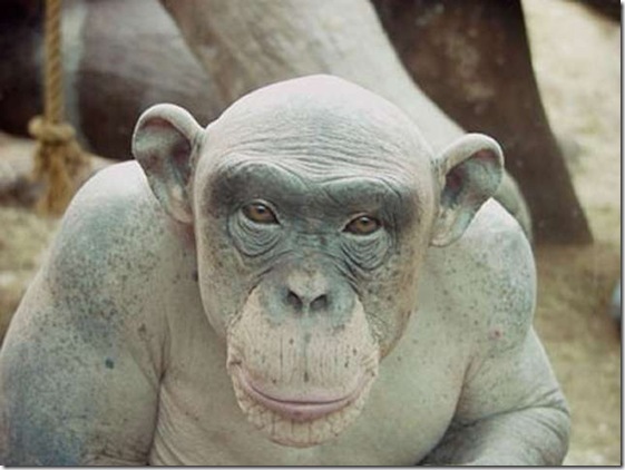 Bald-Chimpanzee