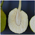 🌿 Fruit à Pain , Artocarpus altilis des Caraïbes