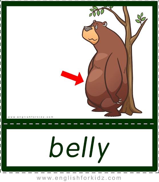 Belly (bear) - printable animal body parts flashcards for English learners