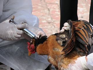 mencegah virus ayam