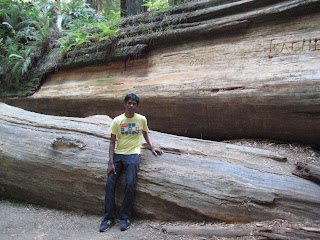 next to fallen giant @ redwoods national park