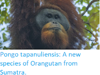 http://sciencythoughts.blogspot.co.uk/2017/11/pongo-tapanuliensis-new-species-of.html