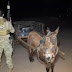 Polícia Federal Apreende Burro Com 300 kg de maconha