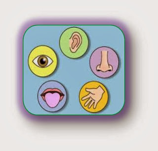 http://www.turtlediary.com/kindergarten-games/science-games/the-five-senses.html