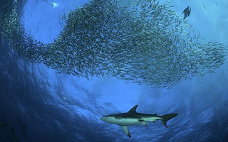 Sardine Run Shark Feeding Frenzy Phenomenon in Africa