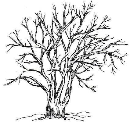 dates tree drawings. The drawings should be