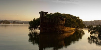 SS Ayrfield floating mangrove asalasah.blogspot.com